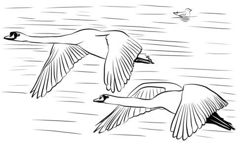 Mute Swans Flying Over Water Coloring Page